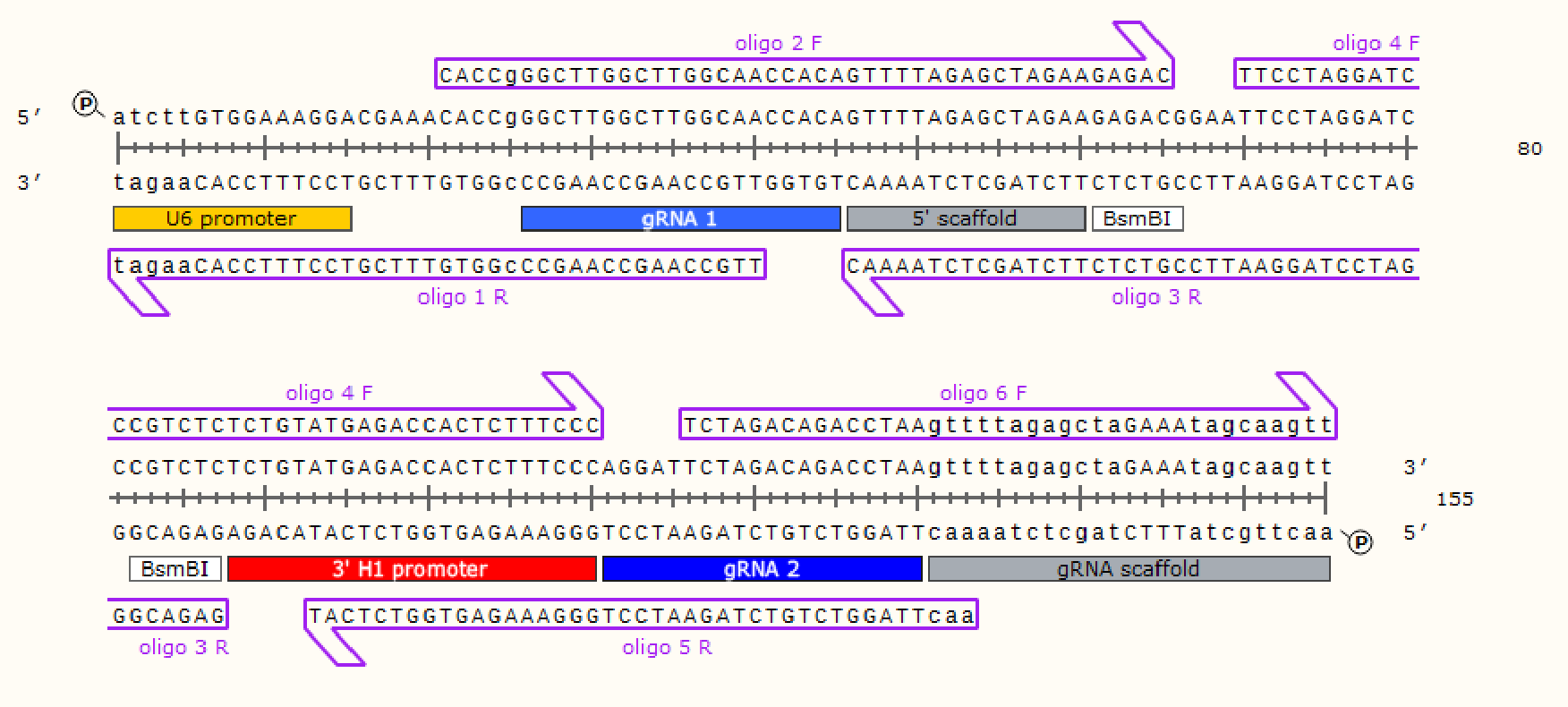 6 Oligo Assembly